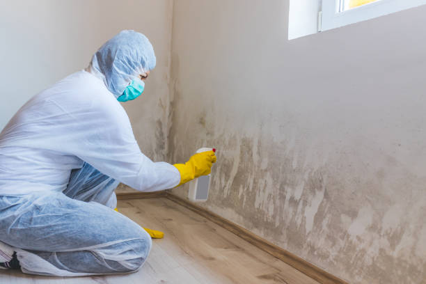 Best Basement Mold Removal  in Harrisville, UT